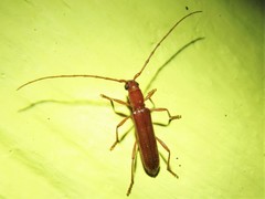 Aneflomorpha