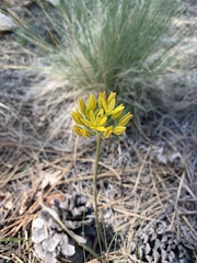 Triteleia lemmoniae