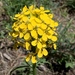 Western Wallflower - Photo (c) Mike and Mikelle Hebeka, some rights reserved (CC BY-NC), uploaded by Mike and Mikelle Hebeka