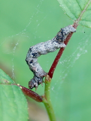 Hypomecis umbrosaria