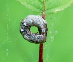 Hypomecis umbrosaria