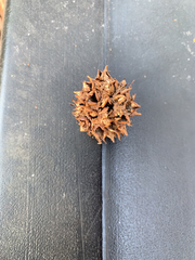 Liquidambar styraciflua