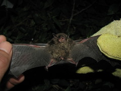 Myotis nigricans