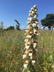 Digitalis lanata