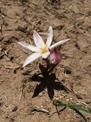 Zephyranthes fosteri