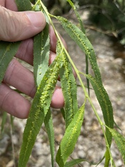 Willow Bead Gall Mite