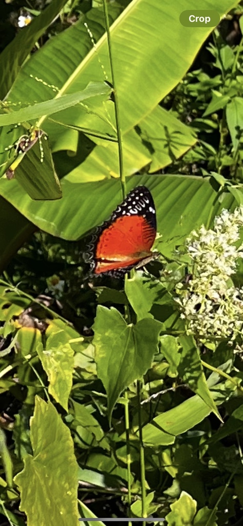 红锯蛱蝶（Cethosia biblis）