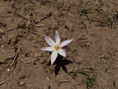 Zephyranthes fosteri