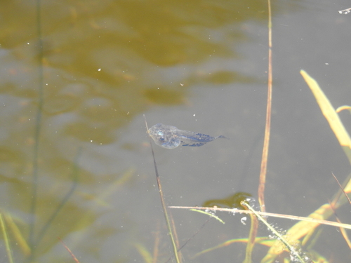iNaturalist observation photo of Pacific chorus frog