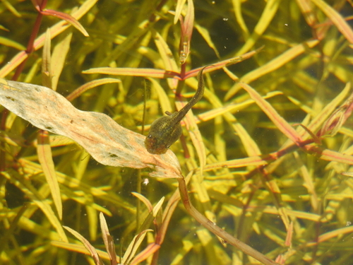 iNaturalist observation photo of Pacific chorus frog