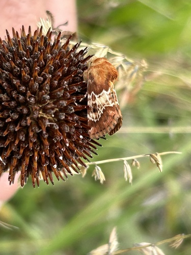 Northern Flower Moth photo 5