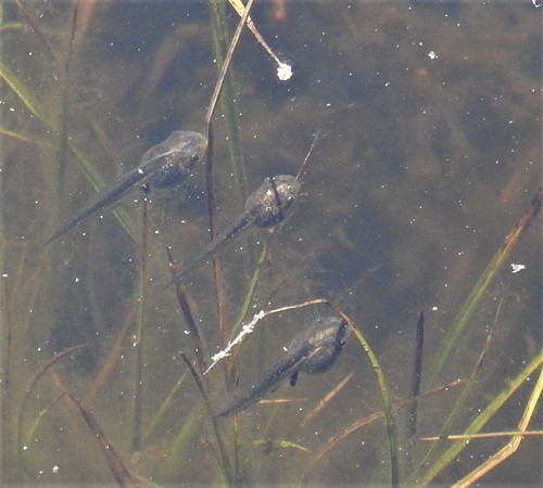 iNaturalist observation photo of Pacific chorus frog