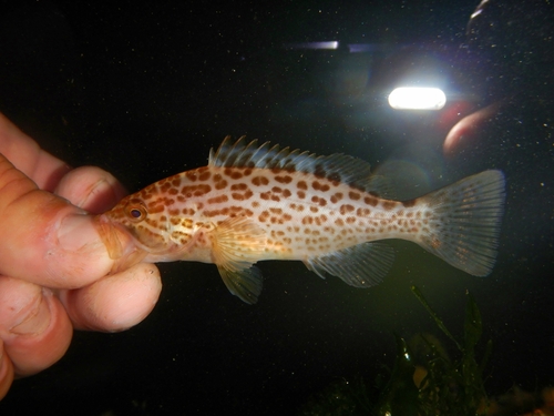 Scamp (Mycteroperca phenax) — Serranidae — 3
