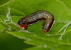 Eupsilia sidus