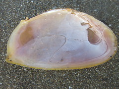 Phylloda foliacea