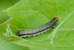 Eupsilia sidus
