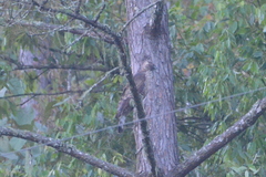 Nisaetus nipalensis