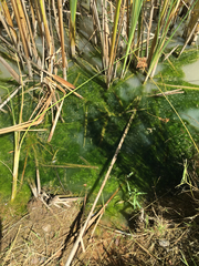 Chlorella