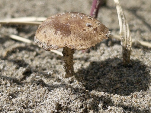 Beach Brittlestem (Psathyrella ammophila)