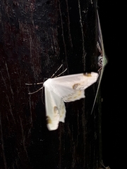 Sericoptera