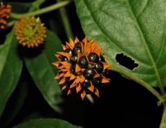 Tilesia baccata