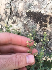 Galium multiflorum