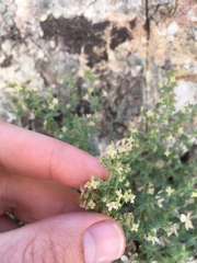 Galium multiflorum