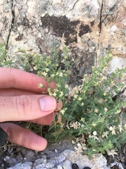 Galium multiflorum