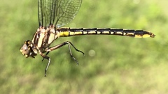 Phanogomphus exilis