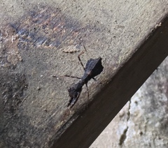 Pseudomiopteryx infuscata