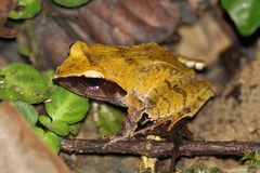 Rough-Back Forest Frog photo 5