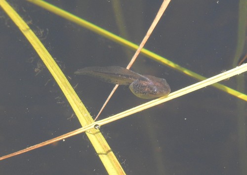 iNaturalist observation photo of Pacific chorus frog