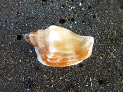 Ministrombus variabilis