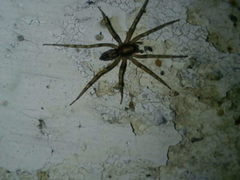 Liocranum rupicola