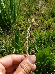 Plantago eriopoda