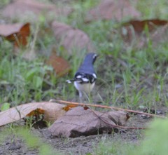Enicurus schistaceus