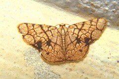Heterostegane subtessellata