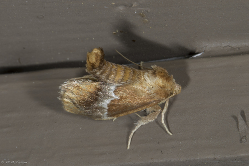 Lithacodes fasciola