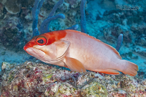 Blacktip Grouper — seen at this dive site
