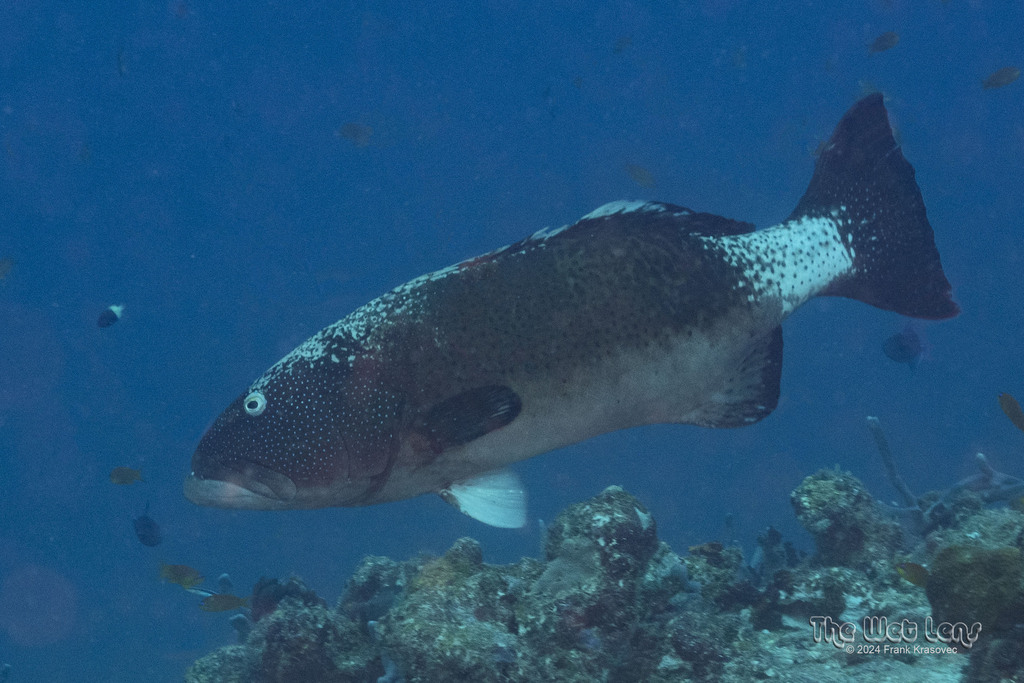 Roving Coralgrouper