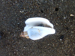 Ministrombus variabilis