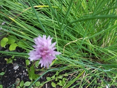 Allium schoenoprasum