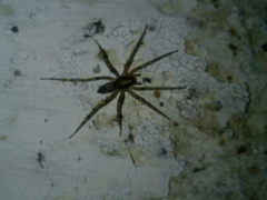 Liocranum rupicola