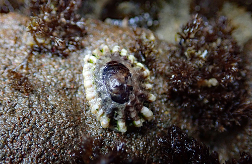 Siphonaria australis