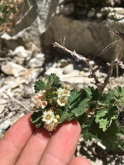 Physocarpus alternans
