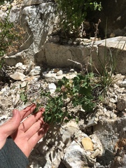 Physocarpus alternans