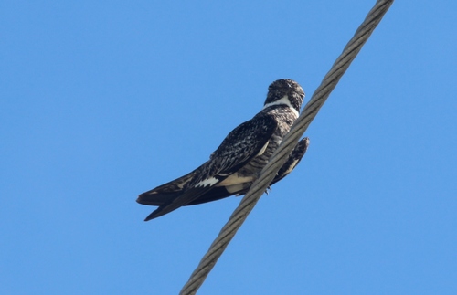Chordeiles image