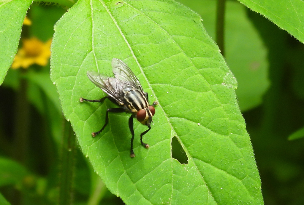 Bot Flies, Blow Flies, and Allies from Coatepec, Ver., México on August ...