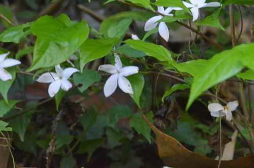 Coffea benghalensis