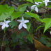 Coffea benghalensis - Photo (c) Brian Johnson,  זכויות יוצרים חלקיות (CC BY-NC), הועלה על ידי Brian Johnson